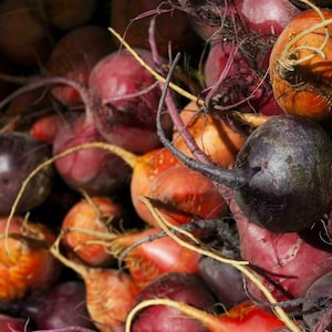 Puede incluir: Primer plano de un montón de remolachas rojas y naranjas con sus hojas verdes retiradas. Las remolachas están dispuestas en un patrón aleatorio, con algunas de las remolachas mostrando sus raíces.