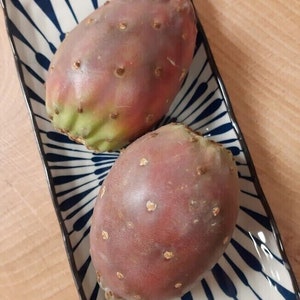 Op de afbeelding: Twee stekelpeer-cactussen op een wit en blauw gepatroneerd bord. De vruchten zijn diep rood van kleur met groene accenten en hebben een hobbelige textuur.