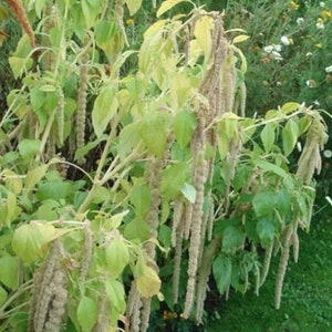 Könnte beinhalten: Nahaufnahme einer Pflanze mit langen, gefiederten, hellbraunen Blütenständen. Die Pflanze hat grüne Blätter und wächst in einem Garten.