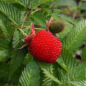 Aardbei-framboos - Rubus illecebrosus 5+ Seeds - G 112