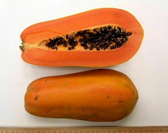 Nila papaya from Thailand - Carica papaya - 5+ seed (Gx 043)