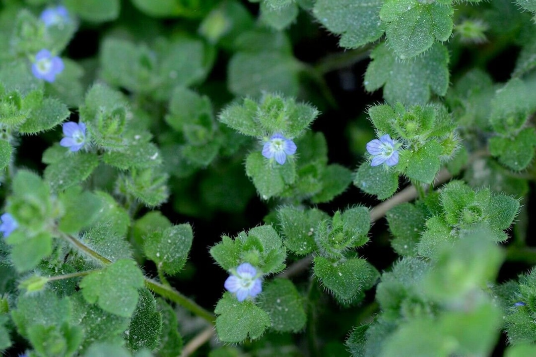 Ivyleaf Speedwell Veronica Hederifolia 50 Seeds E 209 Etsy