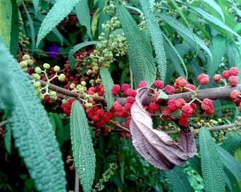 Orange Wild Rhea - Debregeasia longifolia from South East Asia - 25+ seeds Gx077