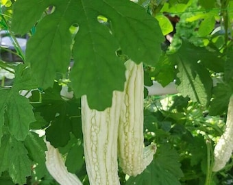 White Bitter Melon - Momordica charantia - 5+ seeds - Cu 029