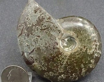 Ammonite Fossil Shell, Madagascar  - Mineral Specimen for Sale