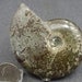 see more listings in the Fossils section