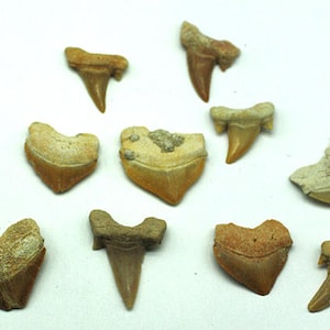 ONE Fossilized Sharks Tooth, Morocco - Fossil for Sale