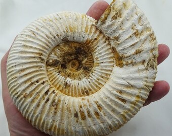 Ammonite, HUGE Fossil Shell, Madagascar  - Mineral Specimen for Sale
