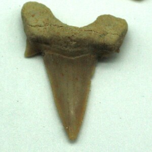 ONE Fossilized Sharks Tooth, Morocco Fossil for Sale image 3