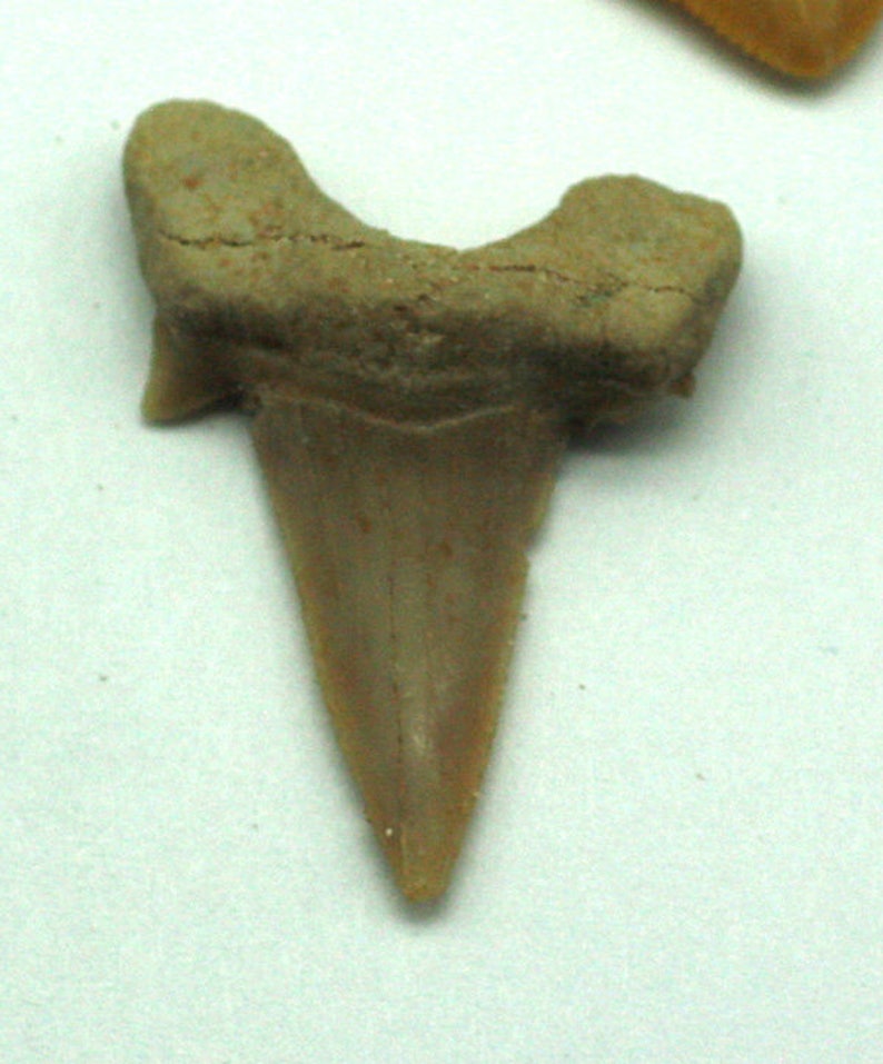 ONE Fossilized Sharks Tooth, Morocco Fossil for Sale image 3