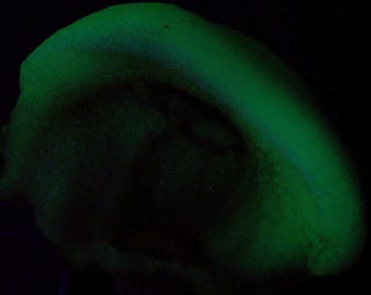 Chalcedony 'Rose', Arizona, Fluorescent! - Mineral for Sale
