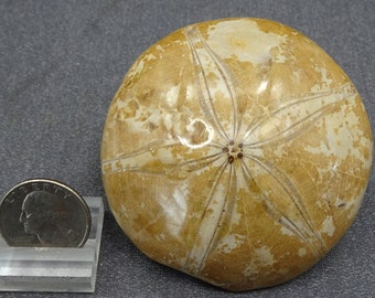 Sand Dollar (Echinoderm) fossil shell, France