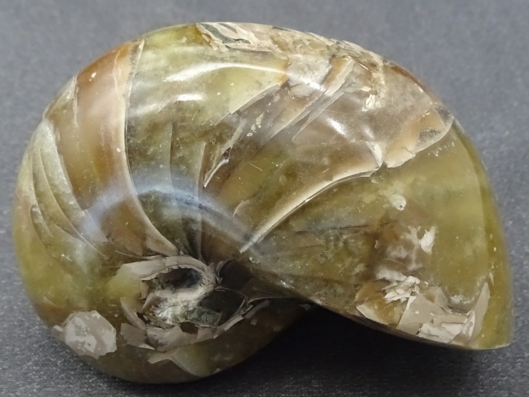 Gastropod Fossil Shell, Madagascar - Mineral Specimen for Sale - Etsy