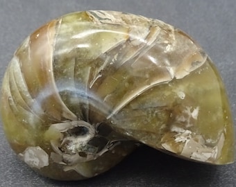 Gastropod Fossil Shell, Madagascar  - Mineral Specimen for Sale