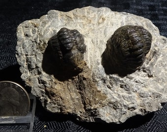 Trilobite fossils, Morocco - Fossil for Sale