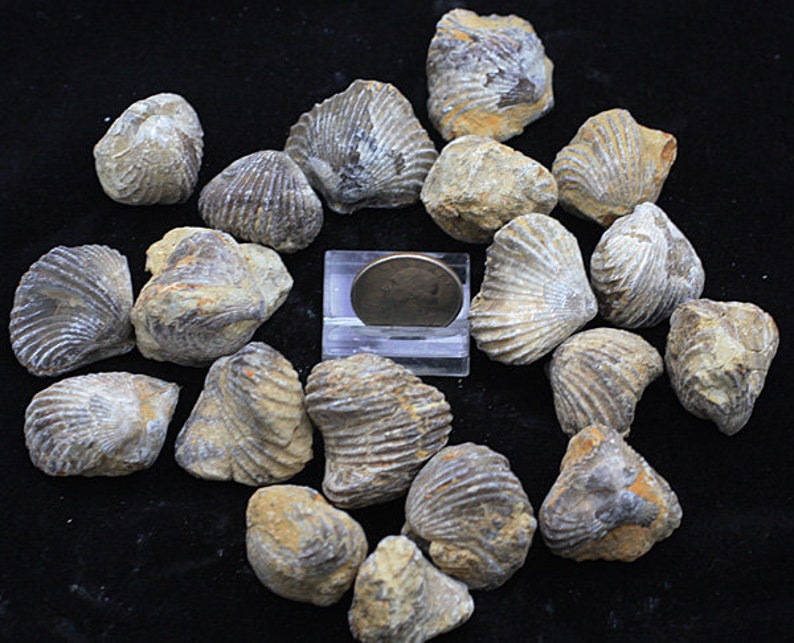 ONE Brachiopod fossil Morocco Fossils for Sale Etsy