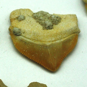 ONE Fossilized Sharks Tooth, Morocco Fossil for Sale image 2