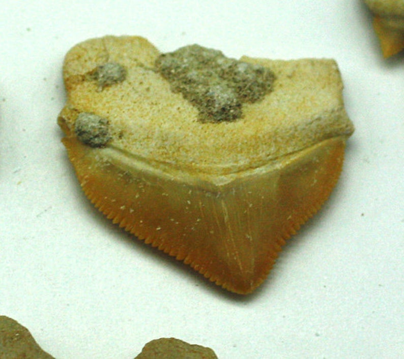 ONE Fossilized Sharks Tooth, Morocco Fossil for Sale image 2