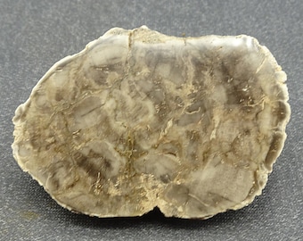 Petrified Wood Polished slice of a tree Branch, Madagascar - Mineral Specimen for Sale