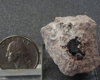May include: A small, black, shiny crystal embedded in a light gray, rough rock. The rock is about the size of a US quarter.