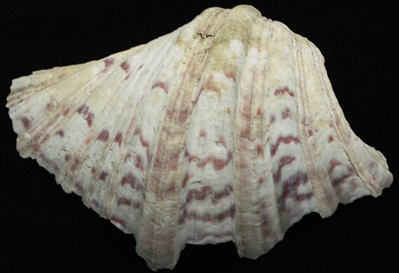 Large Clam Shell Pacific Decorative Sea Shells For Sale Etsy