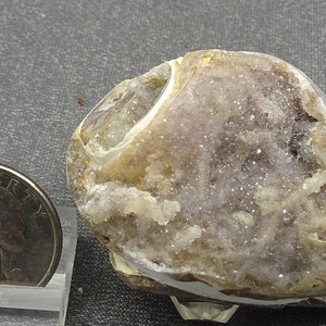 Drusy Quartz-lined Fossil Gastropod Shell, India.  Mineral Specimen for Sale