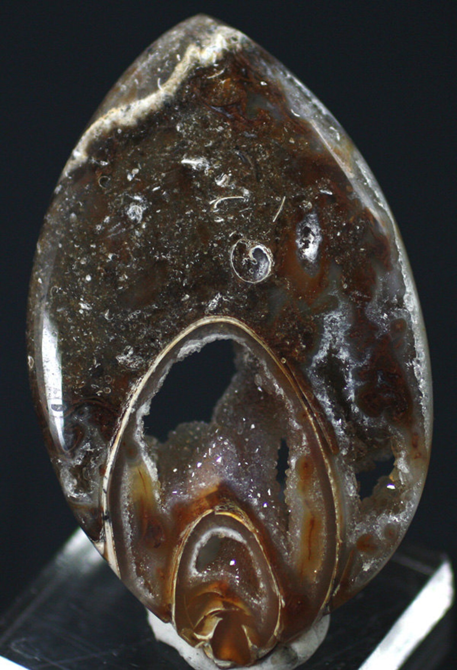 Polished Agatized Gastropod Fossil Shell Slice, India - Mineral ...