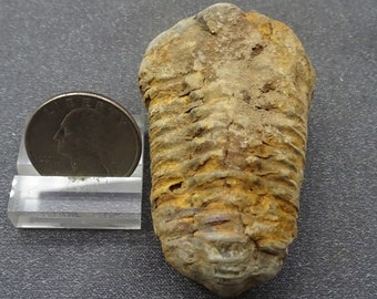 Trilobite fossil, Morocco - Fossil for Sale