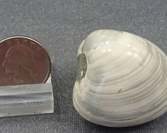 Clam Fossil, Madagascar  - Mineral Specimen for Sale