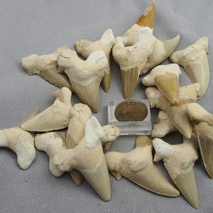 ONE Large Fossilized Sharks Tooth, Morocco - Fossil for Sale