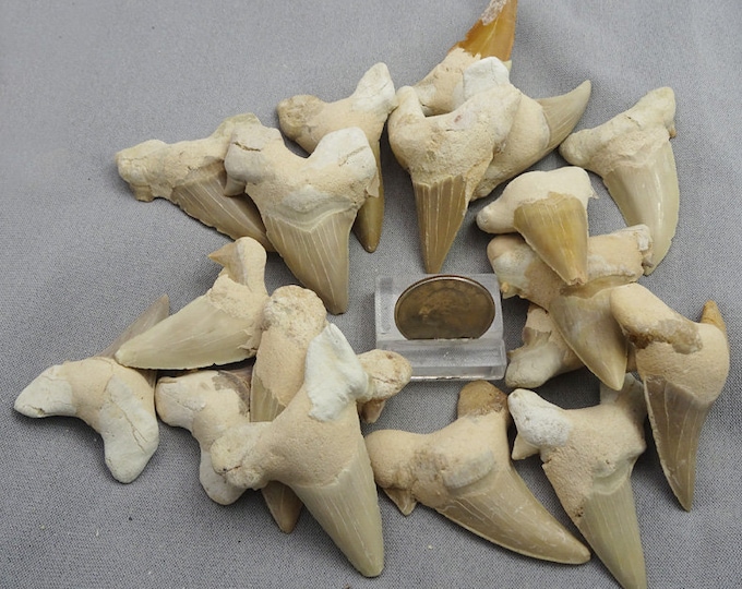 ONE Large Fossilized Sharks Tooth, Morocco - Fossil for Sale