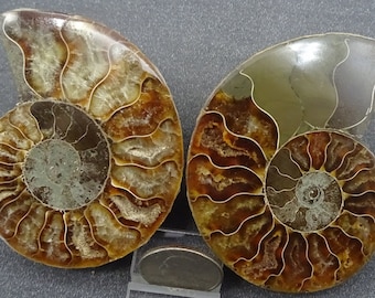 Ammonite Fossil Shell, Madagascar  - Mineral Specimen for Sale