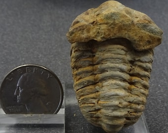 Trilobite fossil, Morocco - Fossil for Sale