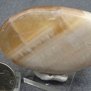 Polished Aragonite Palm Stone, Morocco - Mineral Specimen for sale