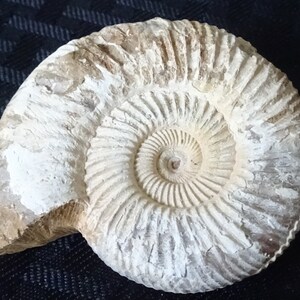 Ammonite Un Pezzo Madagascar 140gr 90mm | 19 - Foto 7