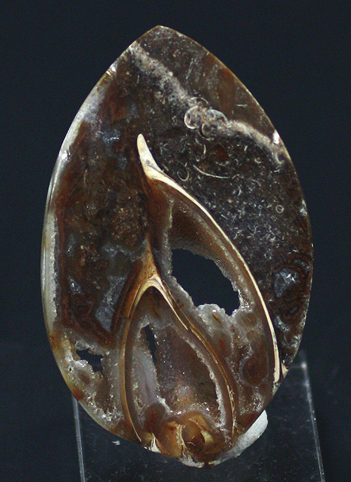 Polished Agatized Gastropod Fossil Shell Slice, India - Mineral ...