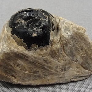 以下が含まれることがあります： 粗い質感のライトタンとベージュの結晶マトリックスに埋め込まれた、滑らかで丸みを帯びた光沢のある黒い石を特徴とする原石標本。中央の暗い石は、わずかな不規則な窪みのある反射面を示しています。