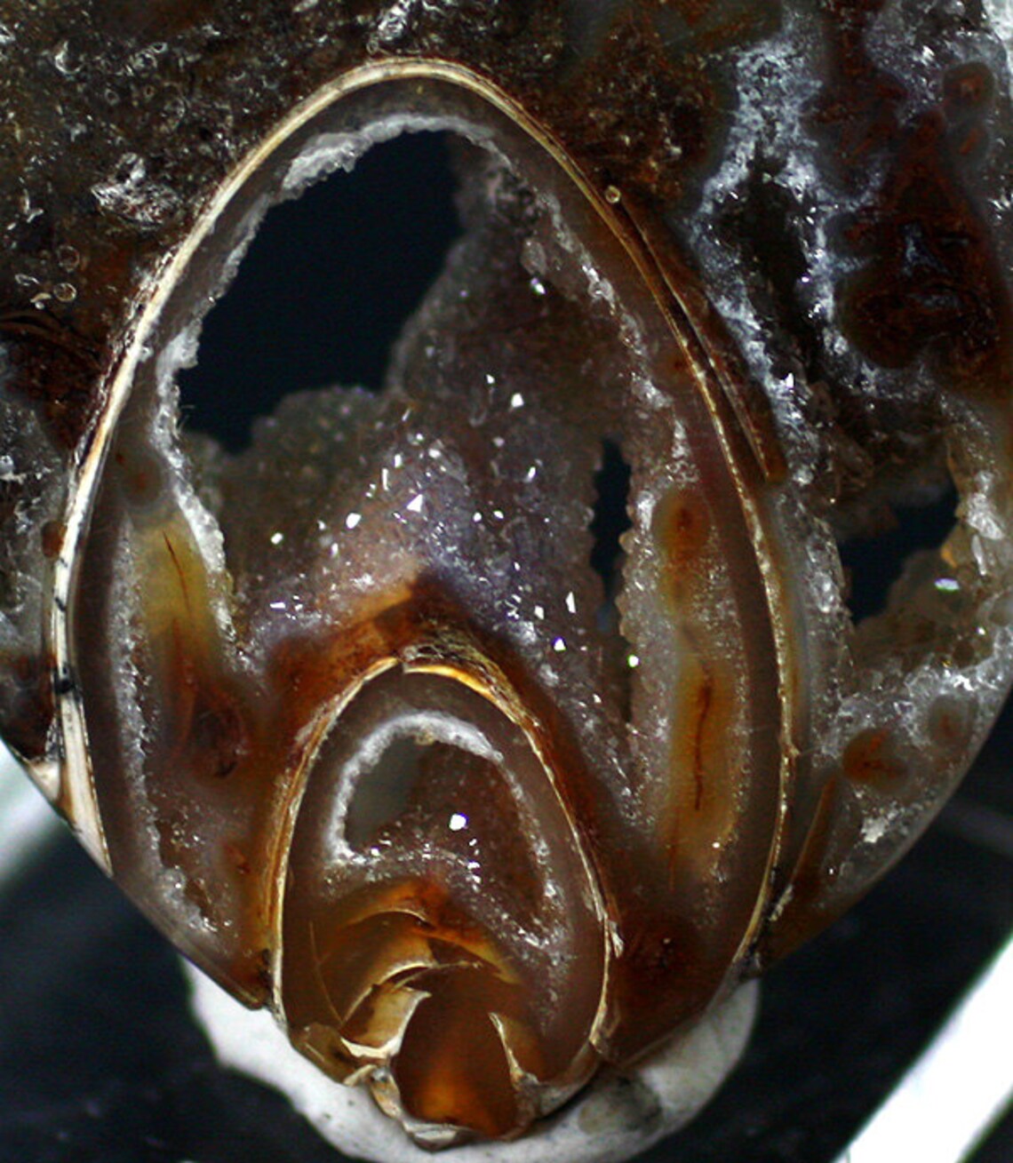 Polished Agatized Gastropod Fossil Shell Slice, India - Mineral ...