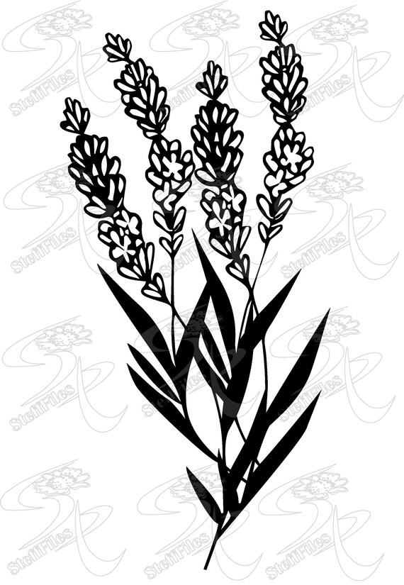 LAVENDER SVG, HERB Flower Svg, Clipart, Svg, Dxf, Ai. Png, Eps, Jpg,  Silhouette Flowering, Download Files, Digital Graphical - Etsy Canada