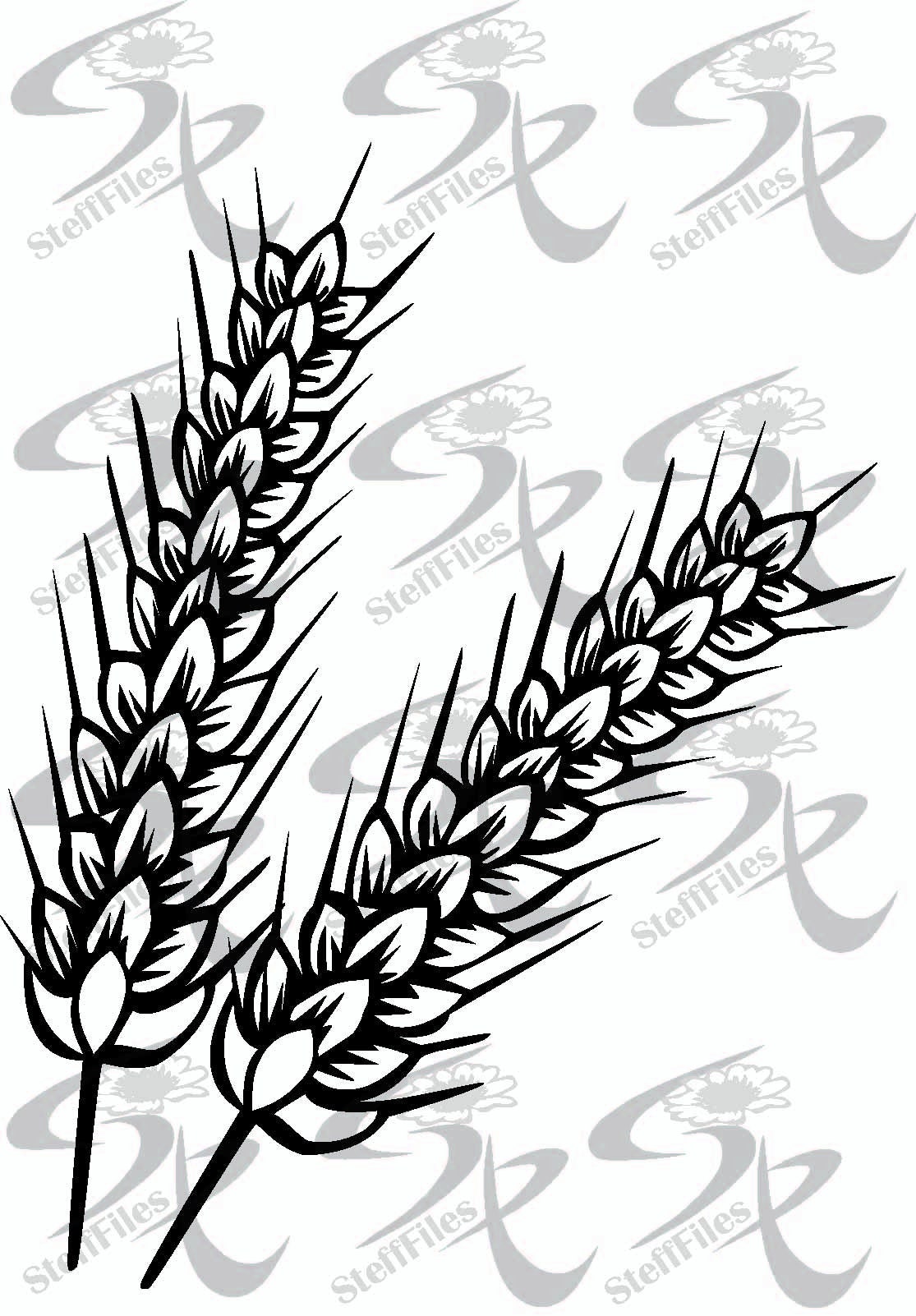 Hand Drawn Wheat and Grain Illustration