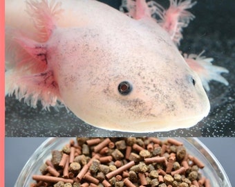 Axolotl Pet Etsy Axolotl Pet Etsy