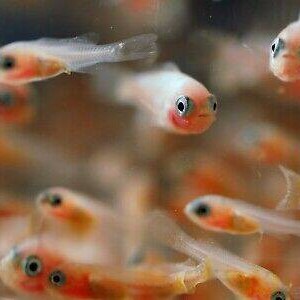 K&ouml;nnte beinhalten: Nahaufnahme mehrerer kleiner, durchscheinender Fische mit orangefarbenen und wei&szlig;en Farbt&ouml;nen. Die Fische haben gro&szlig;e, dunkle Augen und schwimmen in einer verschwommenen, braun get&ouml;nten Umgebung. Das Bild hebt die zarten Merkmale der Wassertiere hervor.