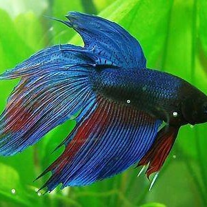 Floating Fish Feed Pellets Vs Sinking Fish Food