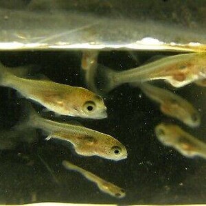 K&ouml;nnte beinhalten: Eine Gruppe kleiner, durchscheinender Fische schwimmt in einem Tank. Die Fische haben eine hellbraune F&auml;rbung mit dunkleren Flecken und sichtbaren Augen. Das Wasser erscheint leicht tr&uuml;b.