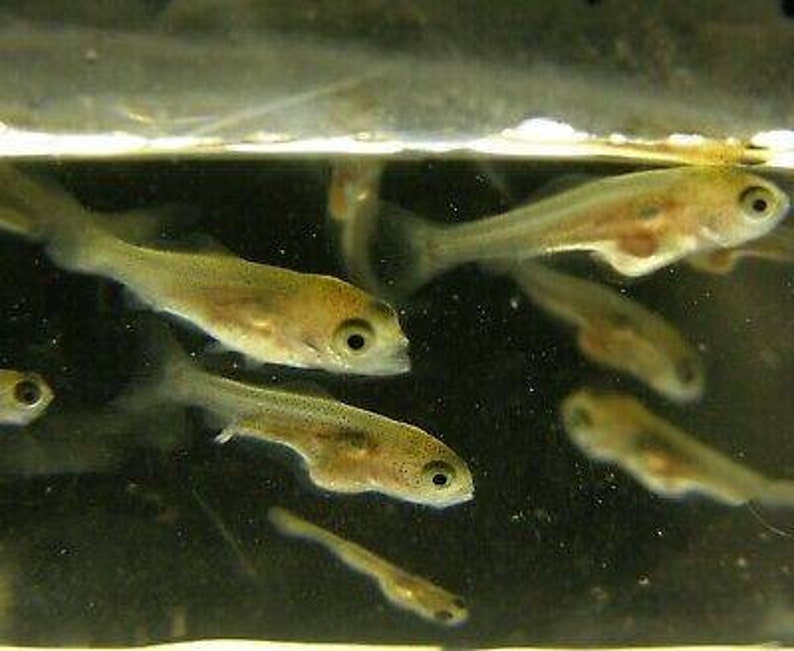 K&ouml;nnte beinhalten: Eine Gruppe kleiner, durchscheinender Fische schwimmt in einem Tank. Die Fische haben eine hellbraune F&auml;rbung mit dunkleren Flecken und sichtbaren Augen. Das Wasser erscheint leicht tr&uuml;b.