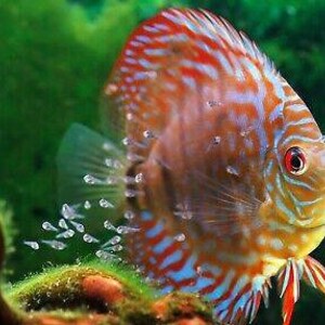 K&ouml;nnte beinhalten: Ein farbenfroher Diskusfisch mit orangefarbenen, roten und blauen Streifen und Flecken. Der Fisch hat ein rotes Auge und ist von kleinen Jungfischen umgeben. Der Hintergrund ist ein verschwommenes Gr&uuml;n, das eine aquatische Umgebung andeutet.