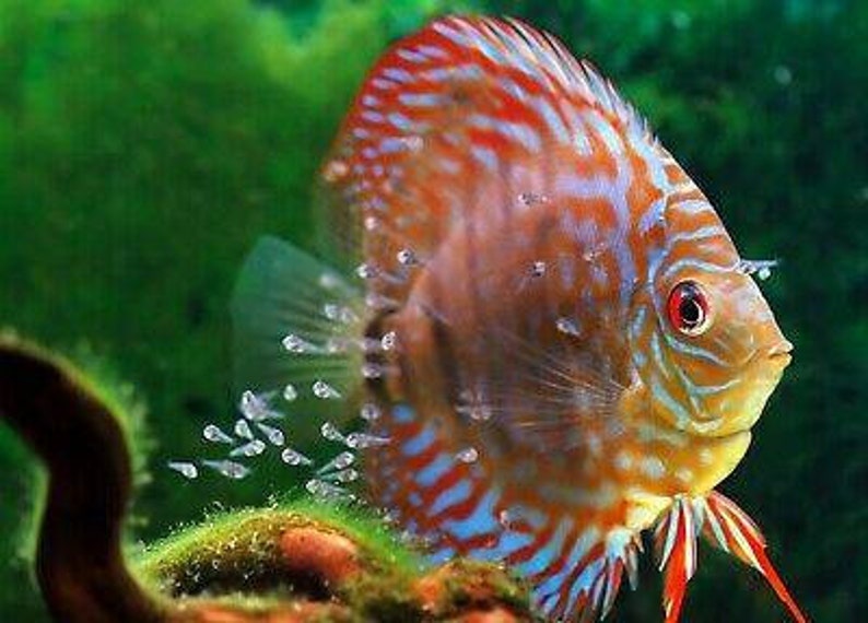 K&ouml;nnte beinhalten: Ein farbenfroher Diskusfisch mit orangefarbenen, roten und blauen Streifen und Flecken. Der Fisch hat ein rotes Auge und ist von kleinen Jungfischen umgeben. Der Hintergrund ist ein verschwommenes Gr&uuml;n, das eine aquatische Umgebung andeutet.