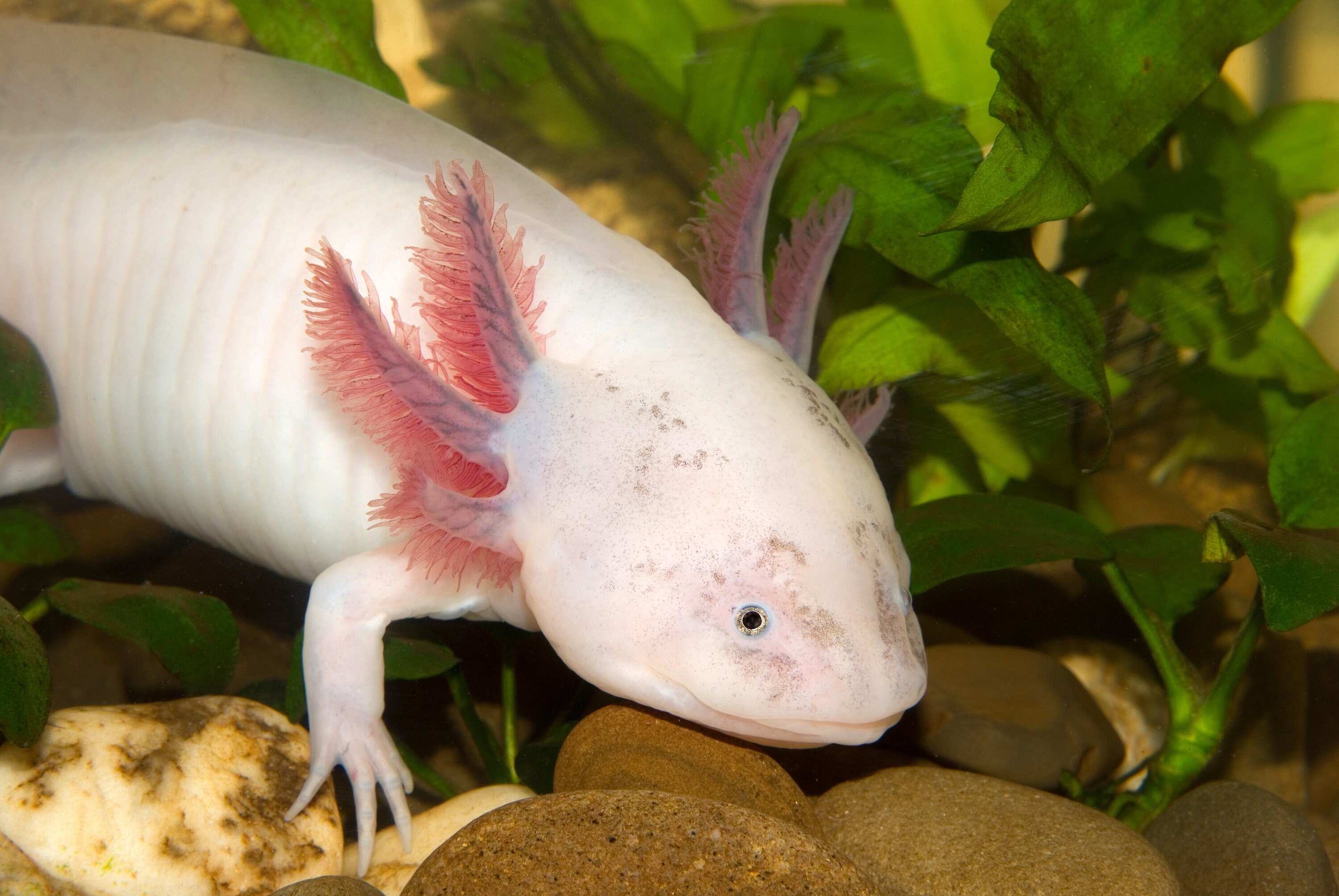 ABF Super Catfish Mix #7 With Soft Bits - Sinking Pellets For Catfish, Plecos, Corydoras