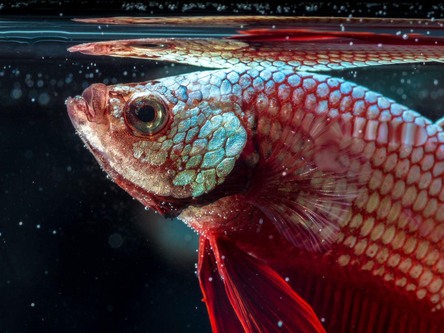ABF Micro Floating & Slow Sinking Betta Mix, Siamese Fish, Betta Food ...