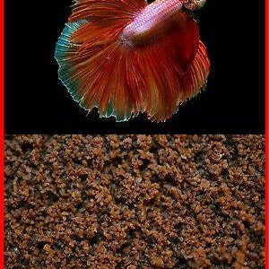 ABF Micro Floating & Slow Sinking Betta Mix, Siamese fish, Betta Food, Heat Sealed for Freshness, We Ship Within 24Hrs, ABF302